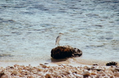 aigrette