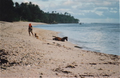 sable