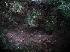 tupumai