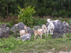 chevres