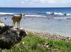 cheplage
