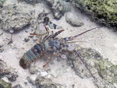 langouste