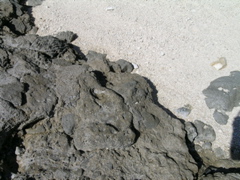 fossile
