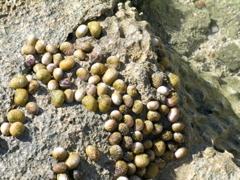 escargot