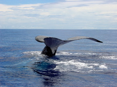baleine