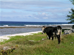 vache