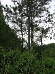 pinus