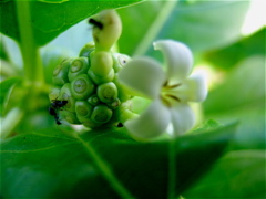 noni