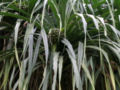 feuillefara