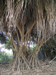 arcine