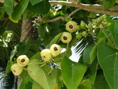 fruit