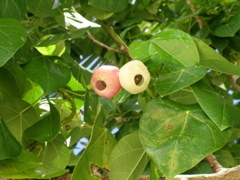 cupule