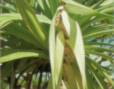 hinano