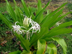 plante