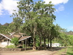 kigelia