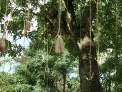 saucisses