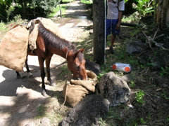 cheval