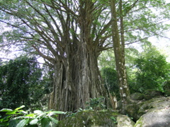 banian