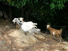 chèvres