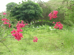 bougainvillier