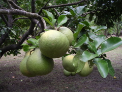pamplemousse