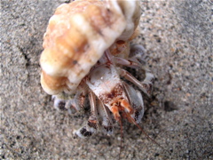 ermite