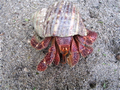 bernard