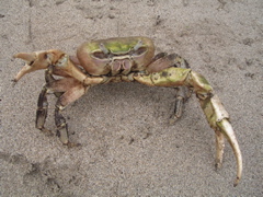 crabe