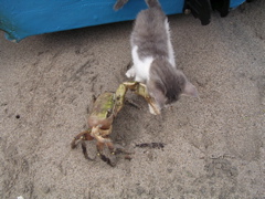 chat
