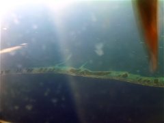 atoll