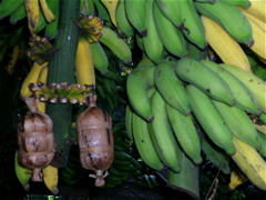 banane
