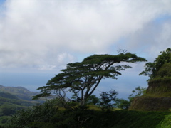 albizia