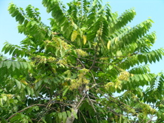 arbre