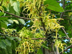 ylang