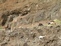 chèvres