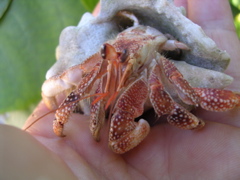 ermite