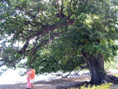 tamanu