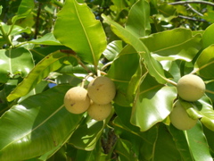 noix
