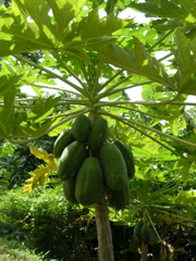 papayer