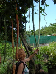haricot