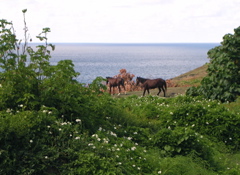 chevaux
