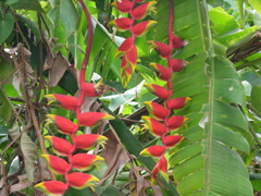 heliconia