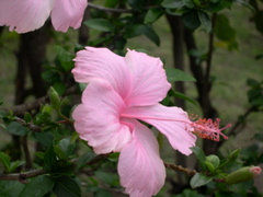 hibiscus