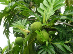 arbre
