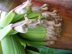 fleurs