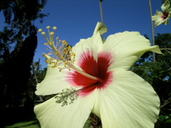 hibisjaune