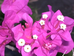 bougainvillier