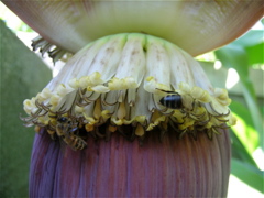 abeille