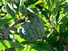 fruit