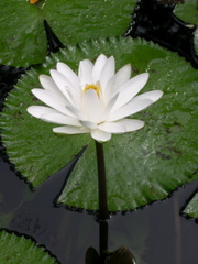 nenu